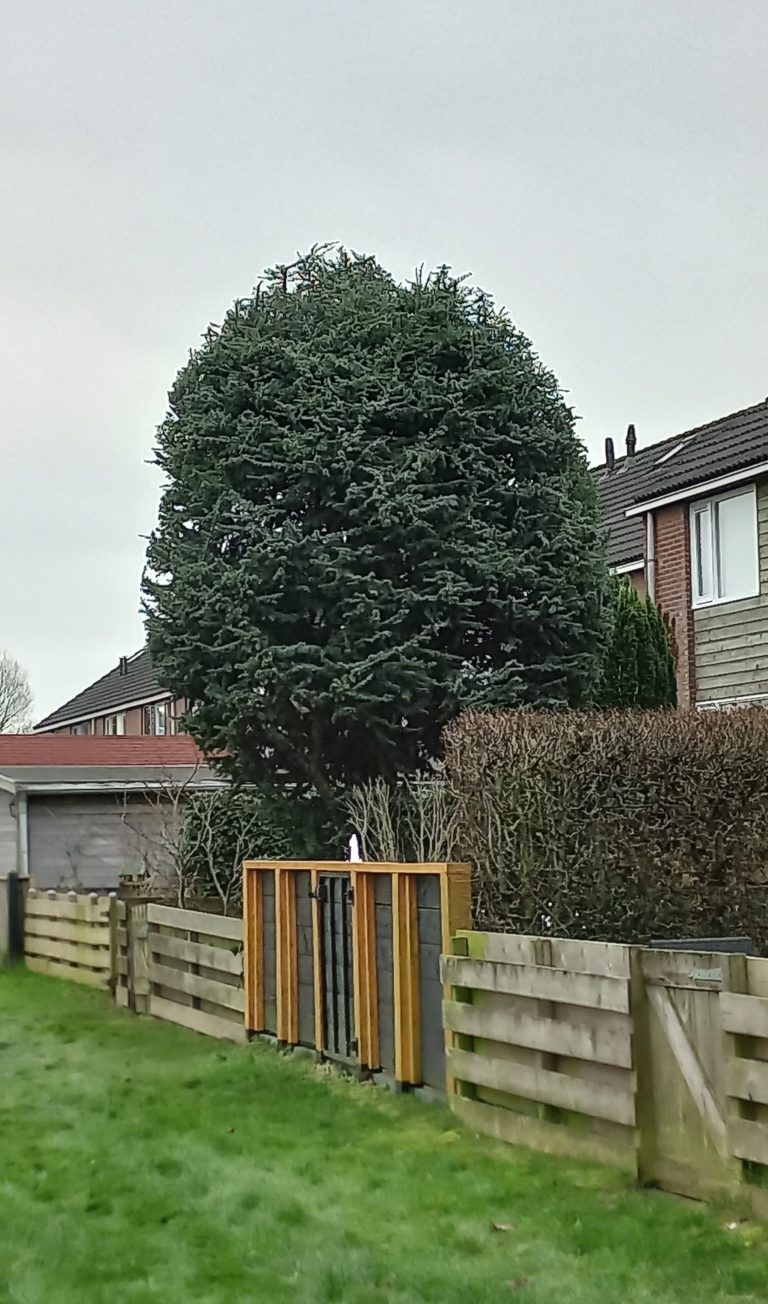 Cederboom knippen Sneek